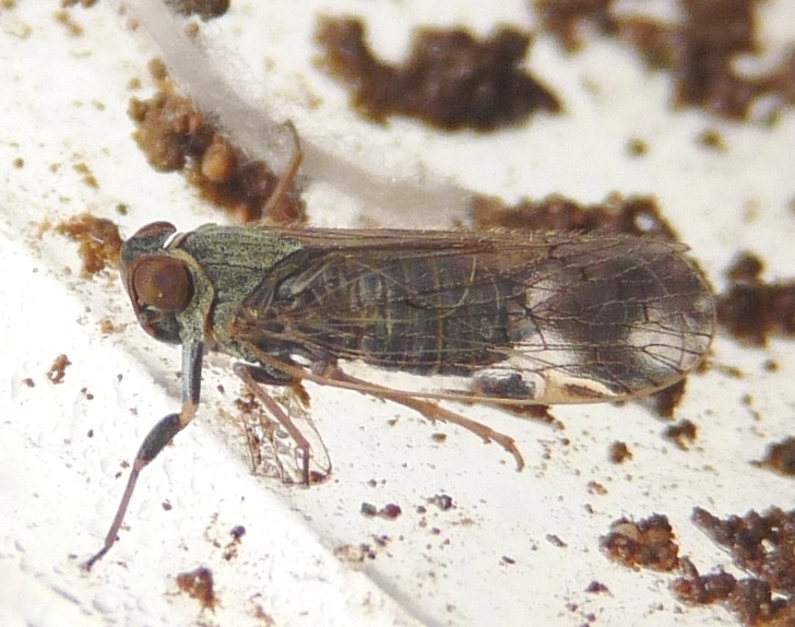 Ospiti delle formiche Myrmica: Cixiidae Reptalus sp.